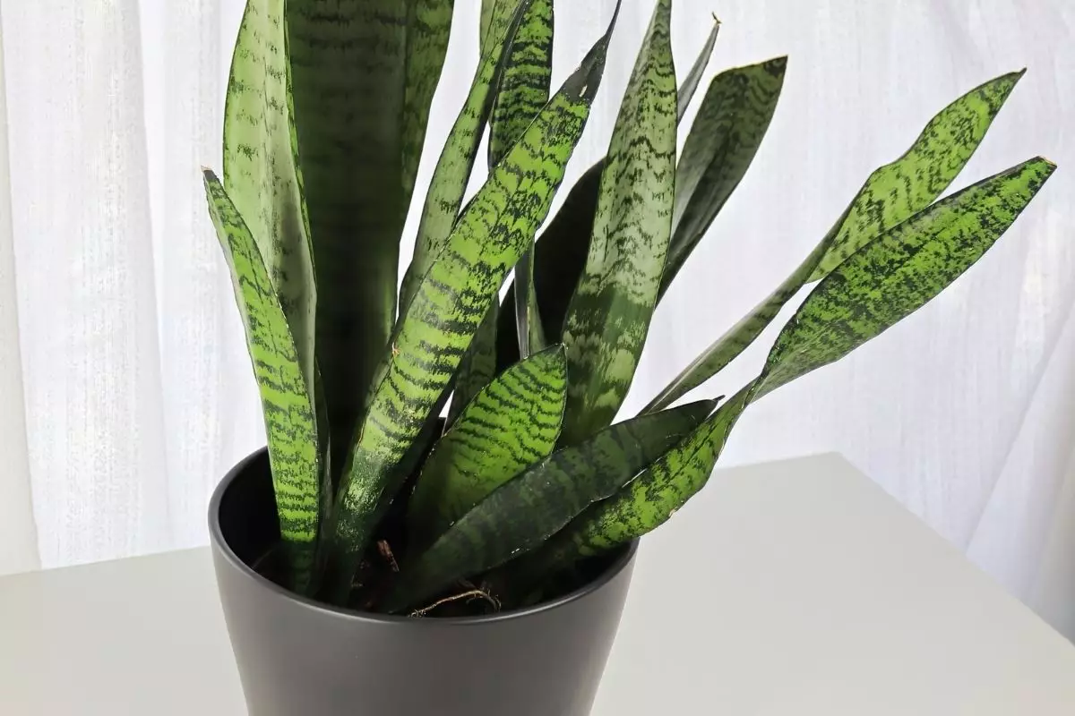 3 dicas de ouro para botar em prática e deixar a sua Espada de São Jorge linda - Reprodução Canva (20)