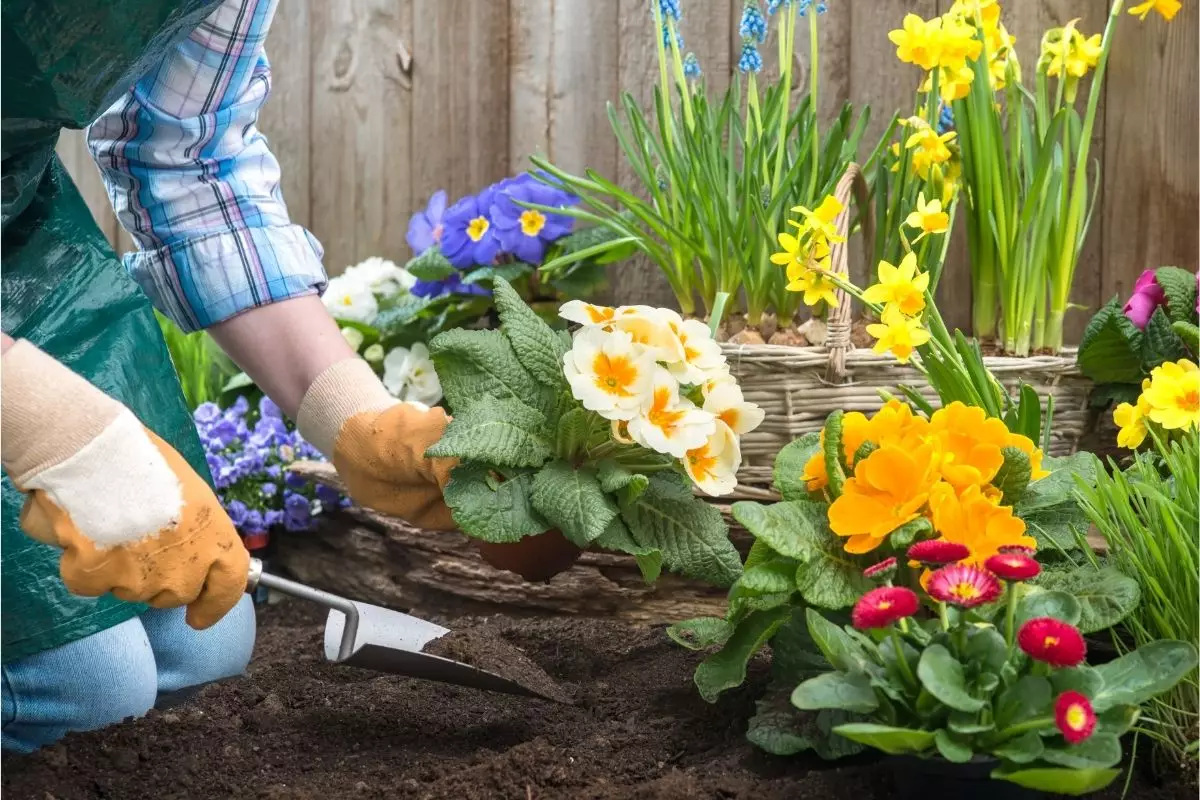 3 mentiras que te contaram pela internet sobre a jardinagem amadora - Reprodução Canva (2)