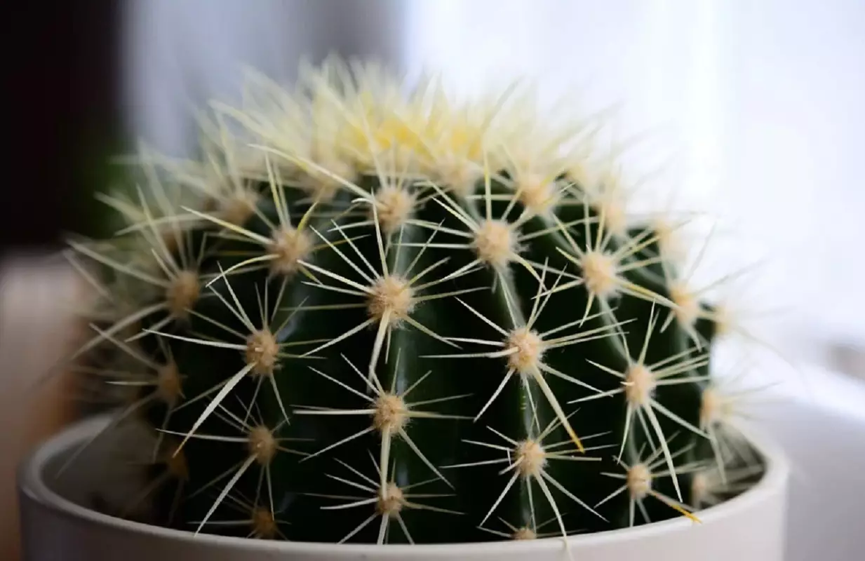 Cactos morrendo: veja como regar as plantas áridas da melhor forma - Reprodução: Pixabay