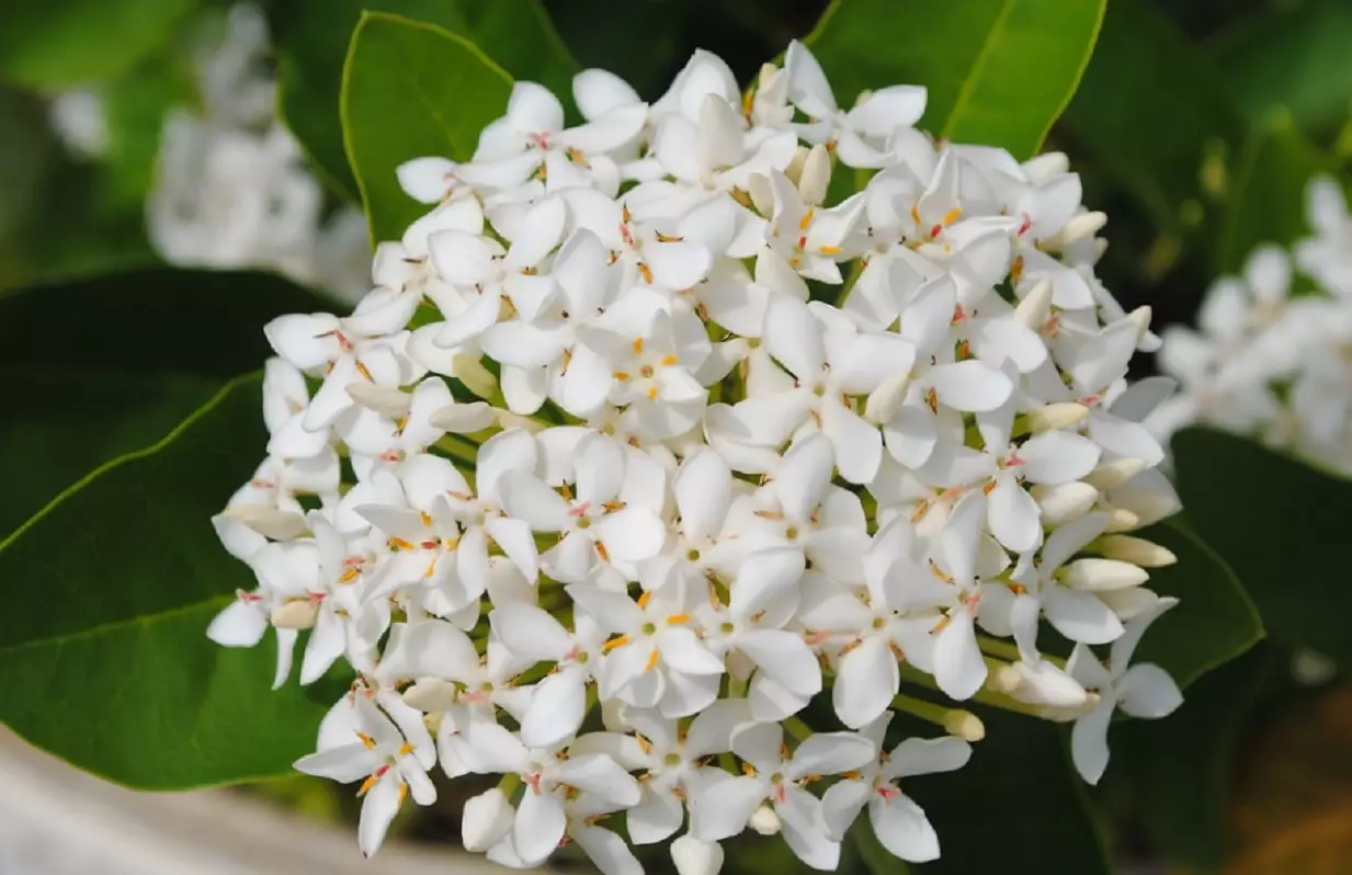 Ixora: veja como cuidar e cultivar essa planta tão alegre - Reprodução: Pixabay