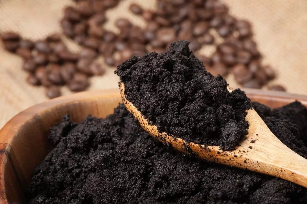 Borra de café utilize esse adubo nas suas plantas da maneira correta foto reprodução canva