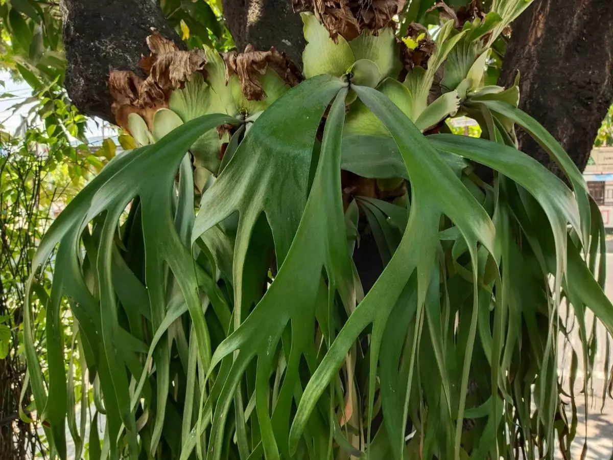 Chifre-de-veado veja aqui como cuidar dessa planta escultural foto reprodução canva