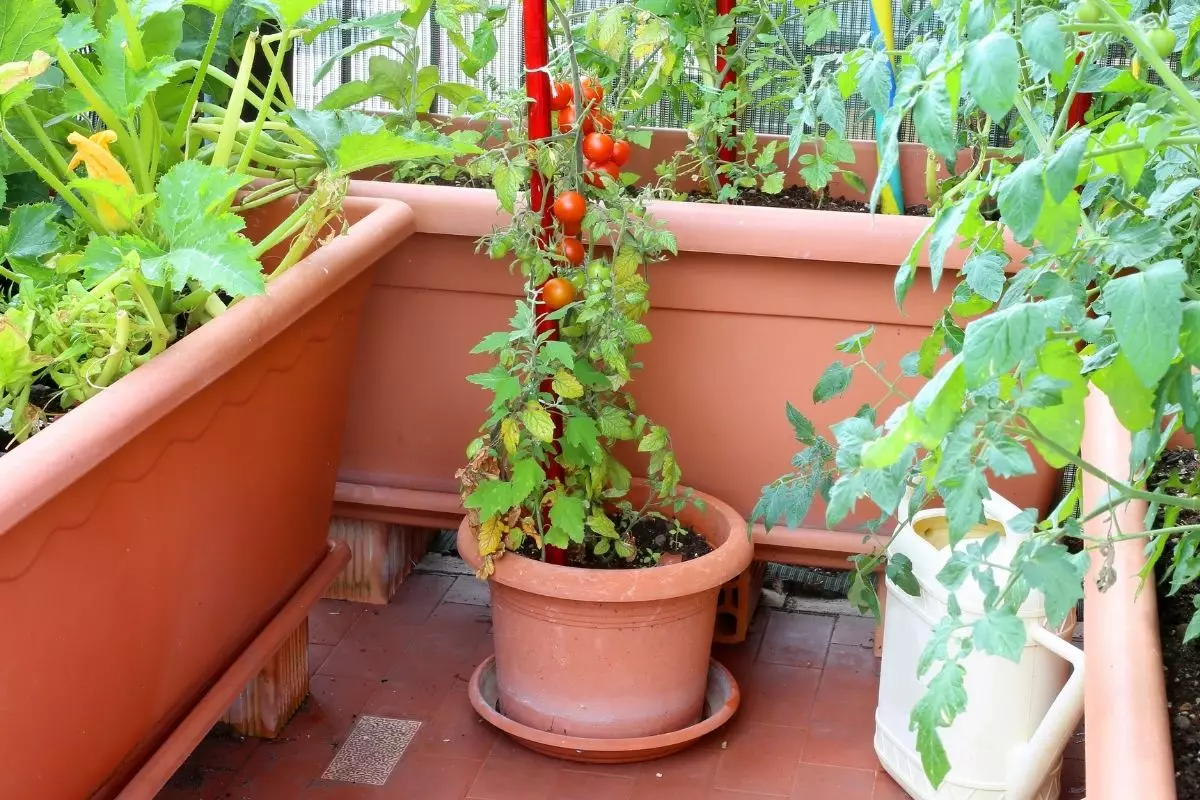 Como fazer uma horta em espaços pequenos 3 dicas de ouro - Reprodução canva