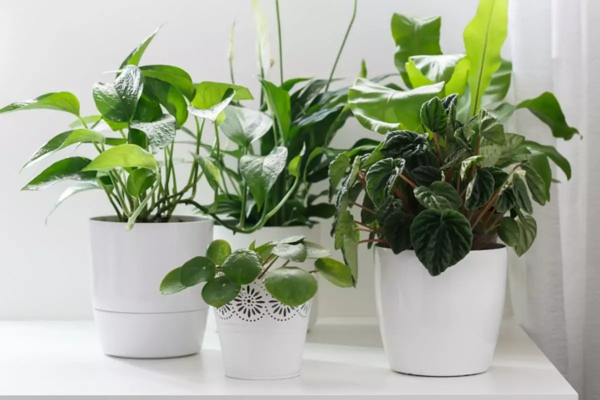 Conheça as 3 plantas mais recomendadas para iniciantes e fáceis de cuidar - Reprodução Canva (2)