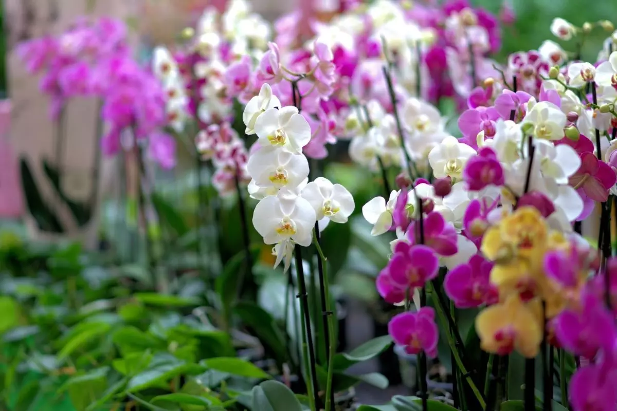 Orquídeas: saiba agora mesmo como cultivar e manter espécie em casa