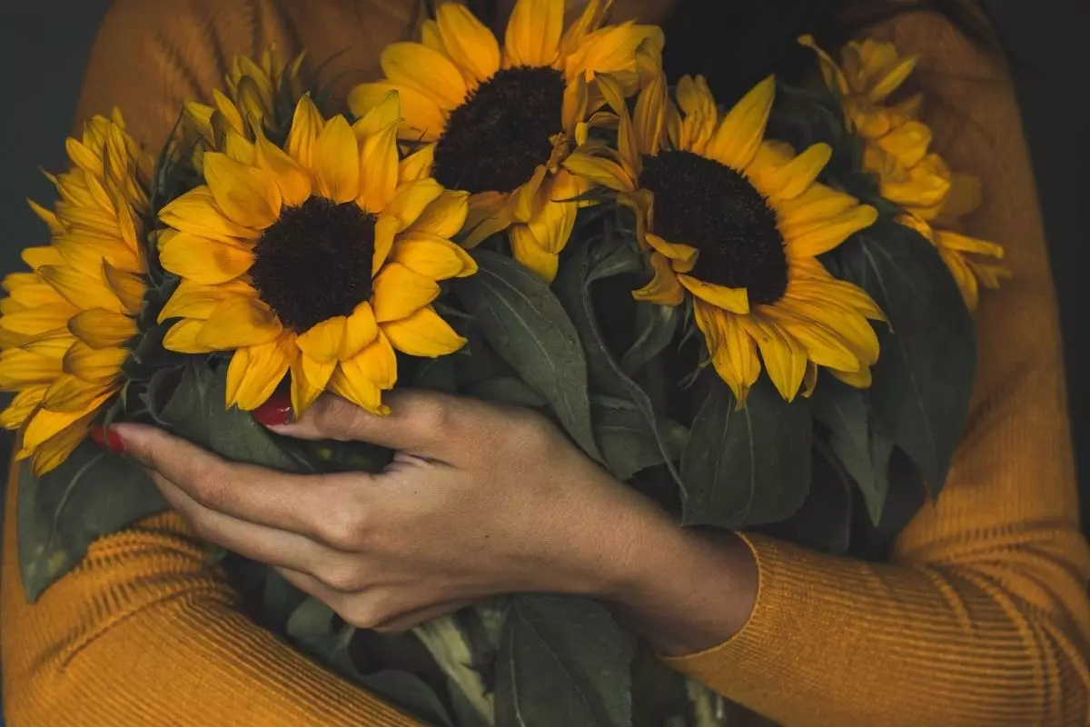Como cuidar de girassol - reprodução: Canva