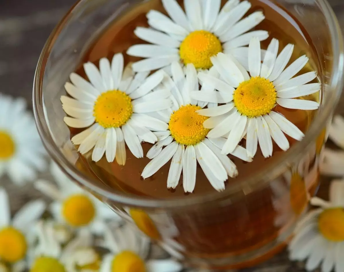 Plantas medicinais em casa: conheça as melhores e suas vantagens - pixabay