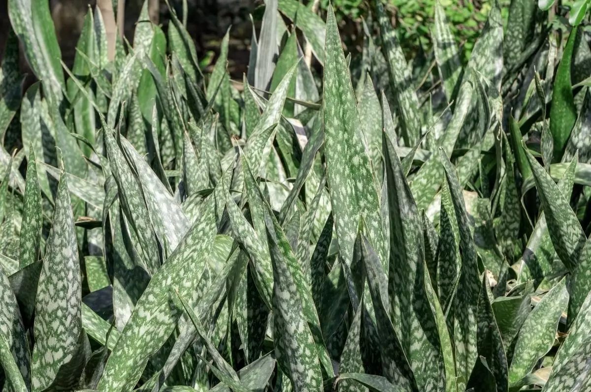 Espada-de-São-Jorge: saiba como cultivar essa planta na sua casa