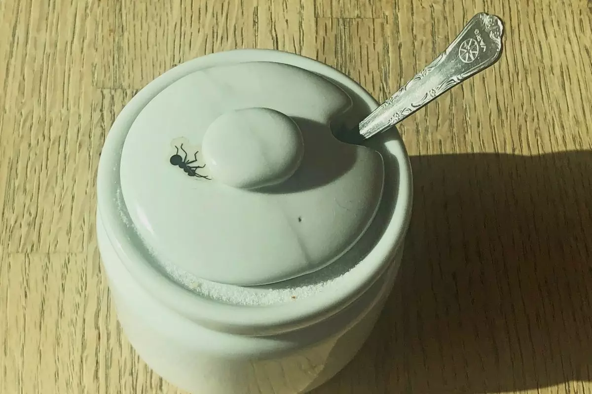 Afastar formigas do açúcar - Reprodução Canva