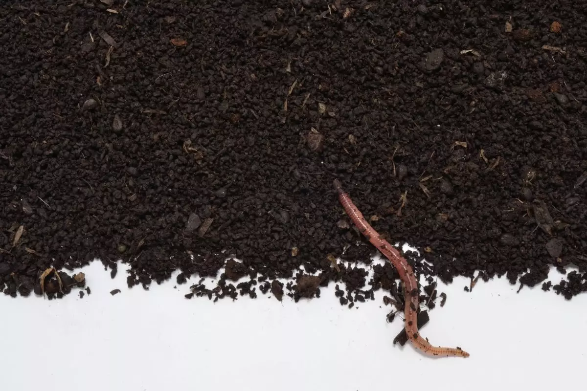 Húmus de minhoca! Aprenda a utilizar esse adubo maravilhoso nos seus vasos - Reprodução Canva
