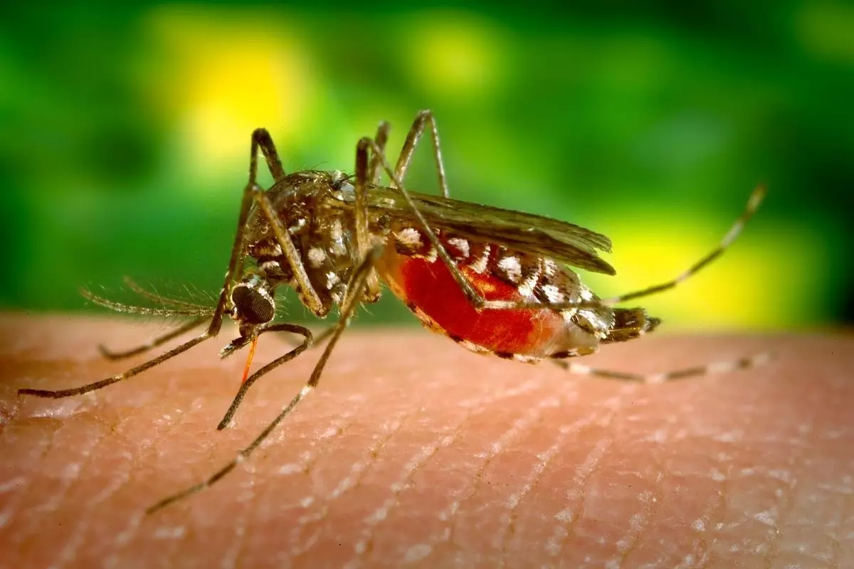 Armadilha antimosquito - Reprodução Canva