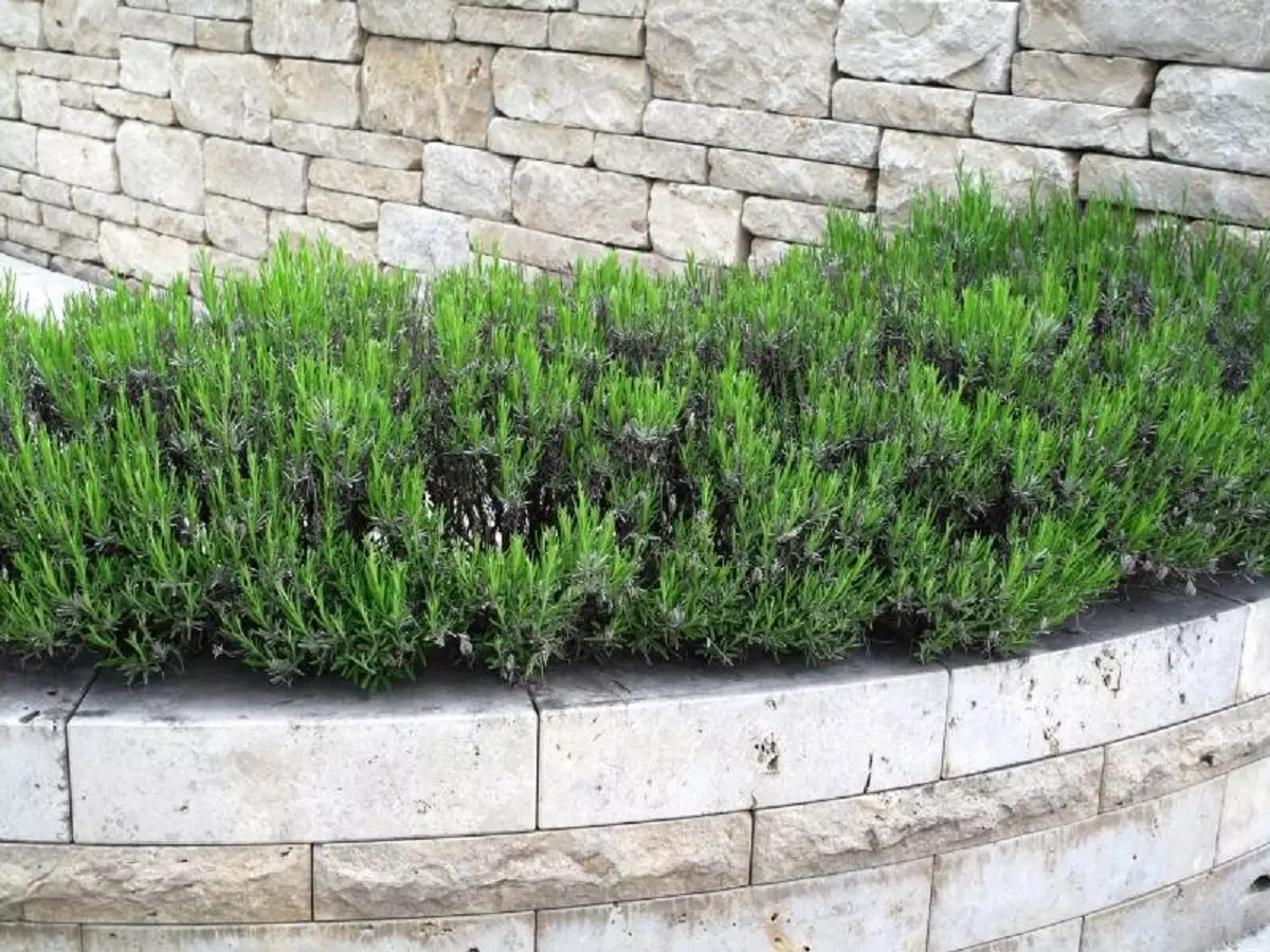 Muro no paisagismo como decorar o muro e torná-lo visivelmente belo foto reproduzida do canva