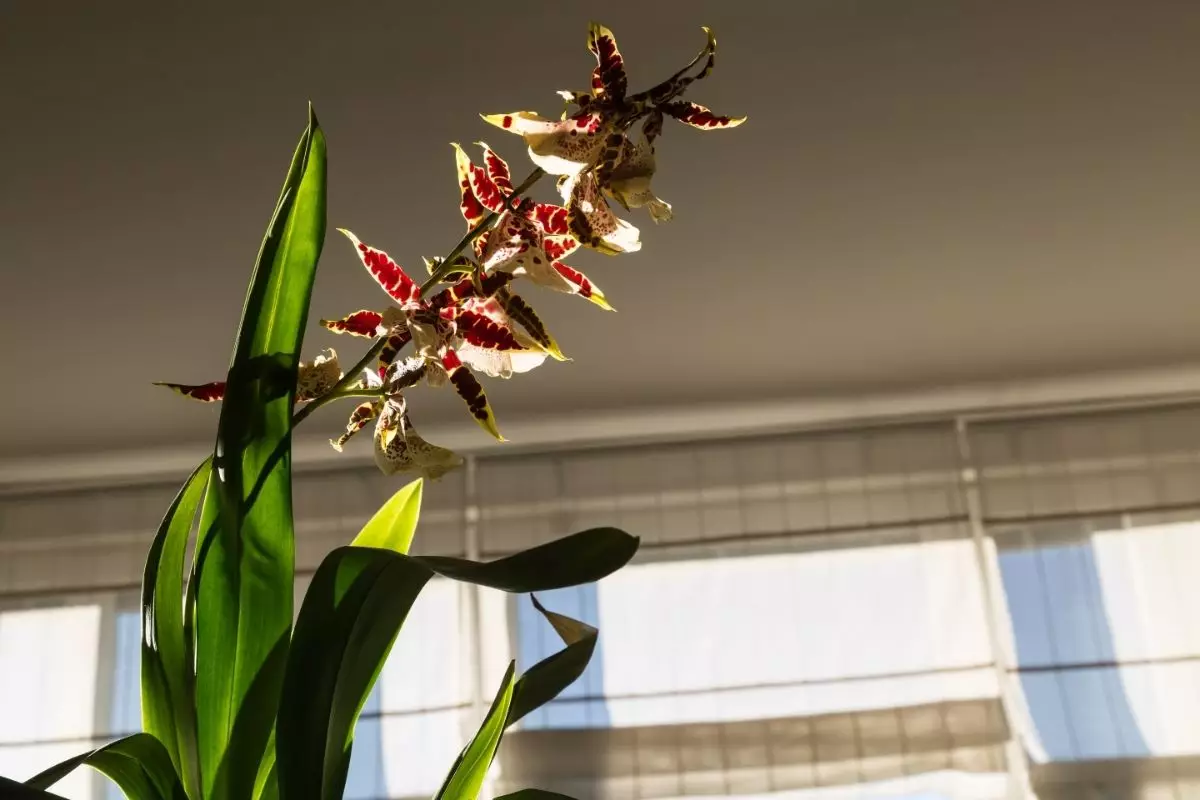 No sol ou na sombra? Descubra o lugar ideal para deixar as suas orquídeas