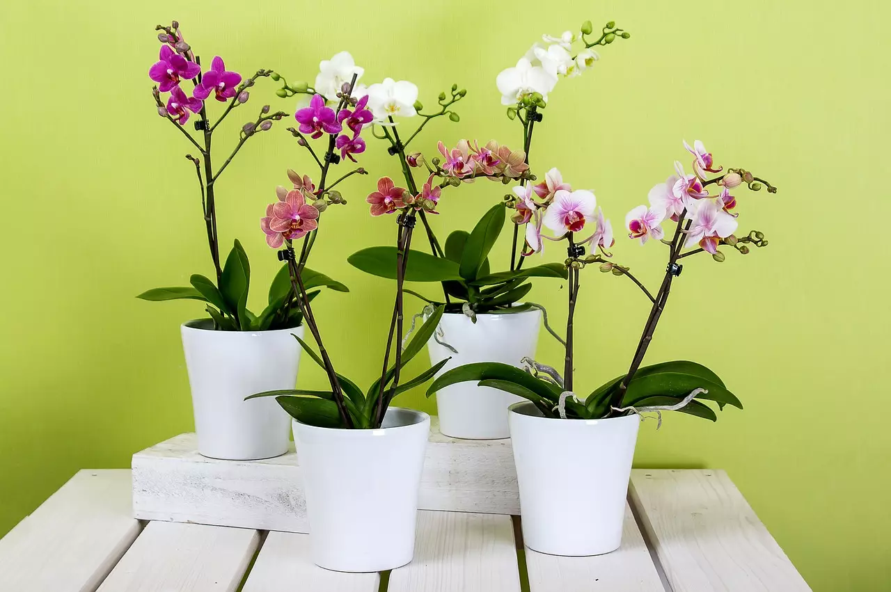 Orquídeas em vasos como cuidá-las e estimular o seu florescimento - Reprodução Pixabay