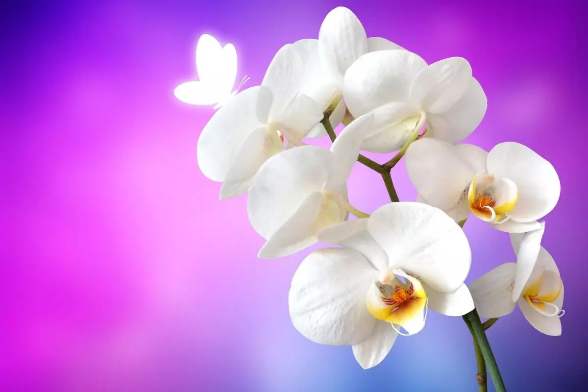 Os 4 segredos das orquídeas! Saiba o que fazer para ter sucesso no cultivo- Reprodução Canva