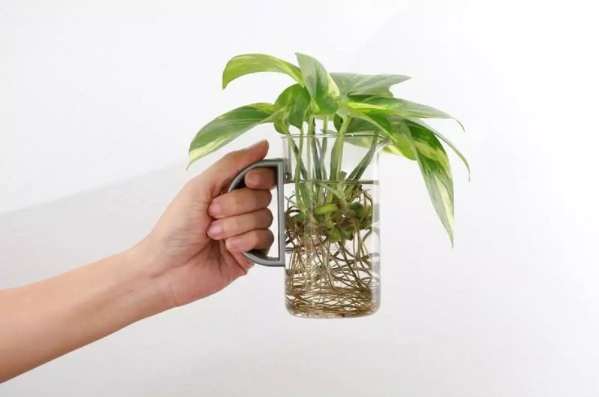 Plantas cultivadas em água é possível, veja com quais espécies foto reprodução canva