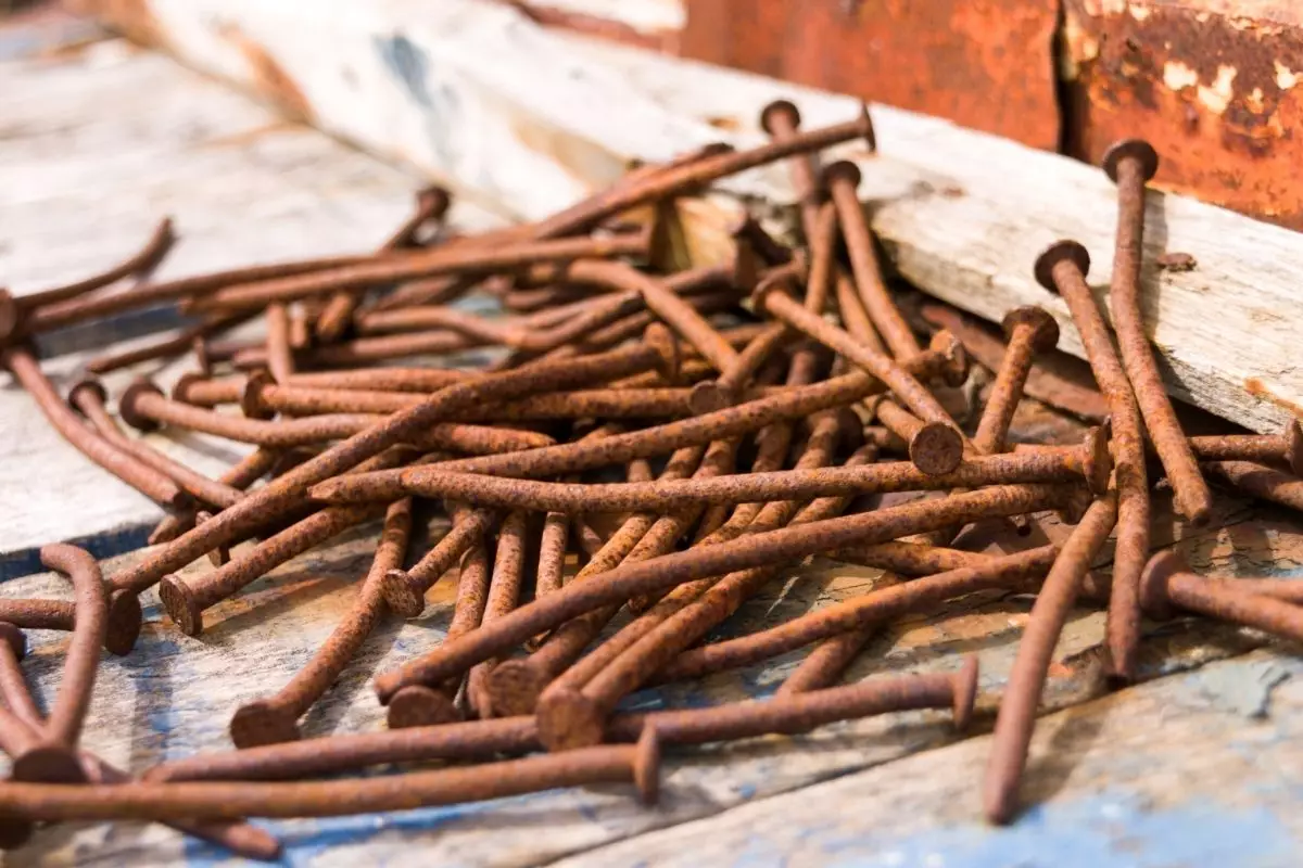 Pregos nas plantas Entenda o que essa técnica pode trazer para seu cultivo - Reprodução Canva