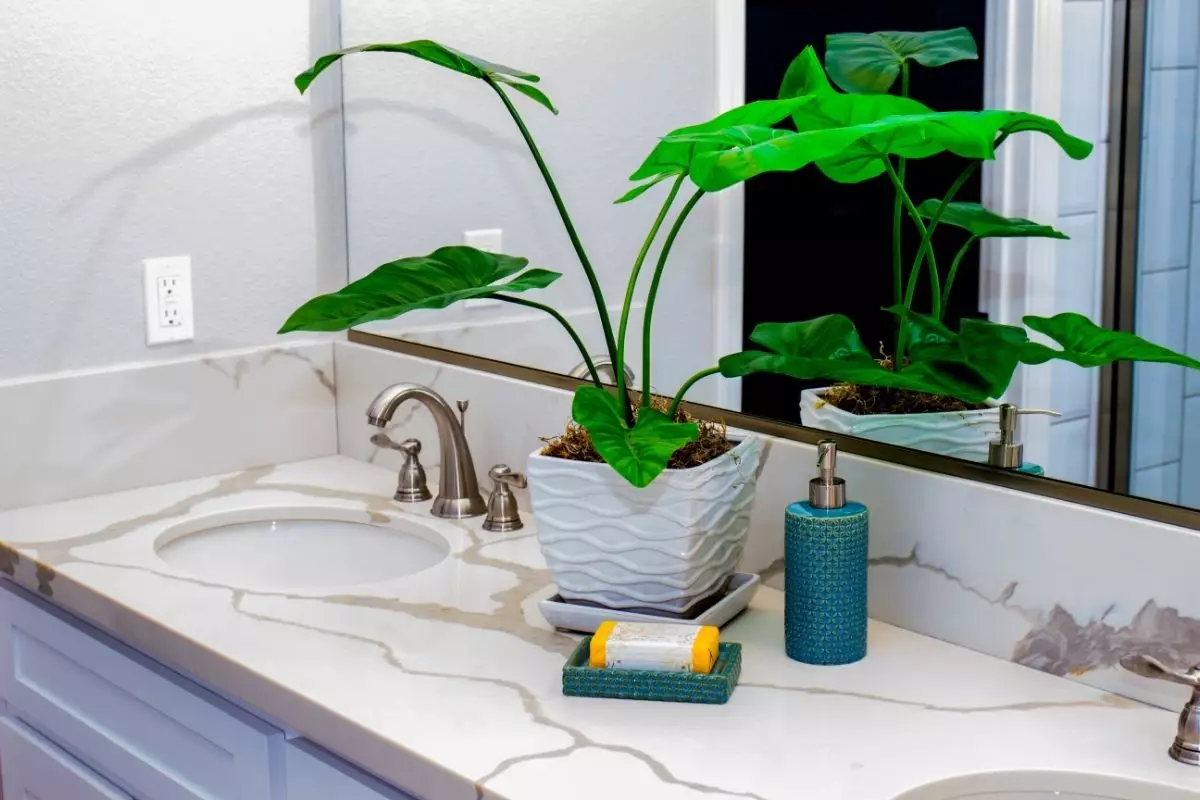 Quer deixar seu banheiro mais charmoso 5 plantas para cultivar lá dentro - Reprodução Canva (2)