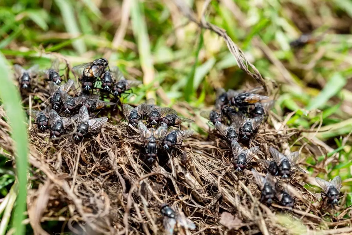 Quer reduzir as moscas do seu vasinho Aprenda a usar a cobertura de solo - Reprodução Canva