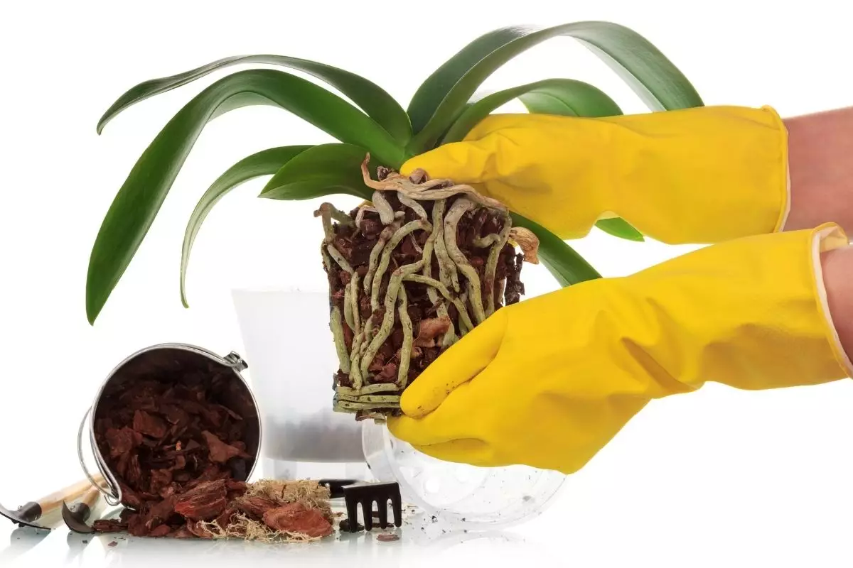 Sua orquídea parou de florir Entenda agora as possíveis causas - Reprodução Canva