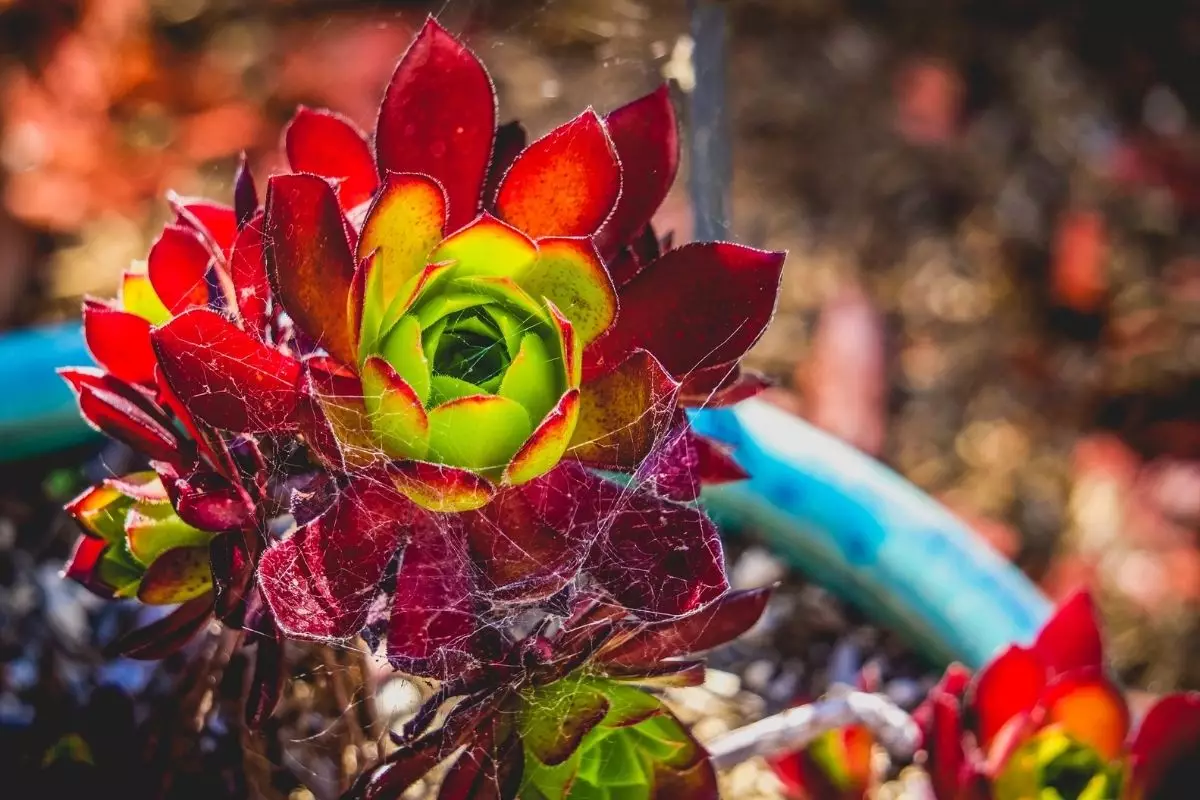 Suculentas coloridas 2 segredos para deixar suas suculentas mais vermelhas e alaranjadas - Reprodução Canva (2) (1)