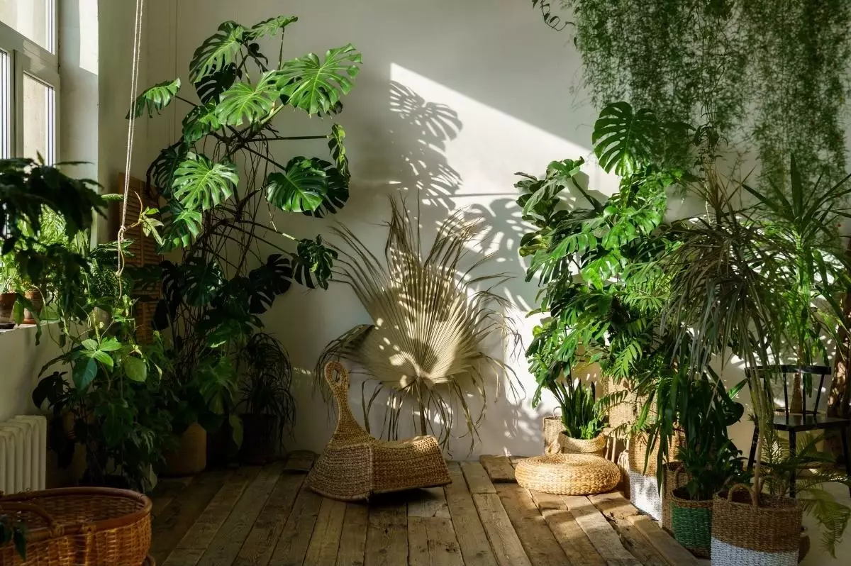Urban Jungle saiba o que é e como usar essa tendência na sua casa foto reprodução canva