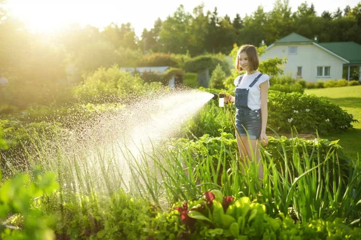 Você sabe qual é o horário ideal para regar suas plantas? 3 dicas para acertar