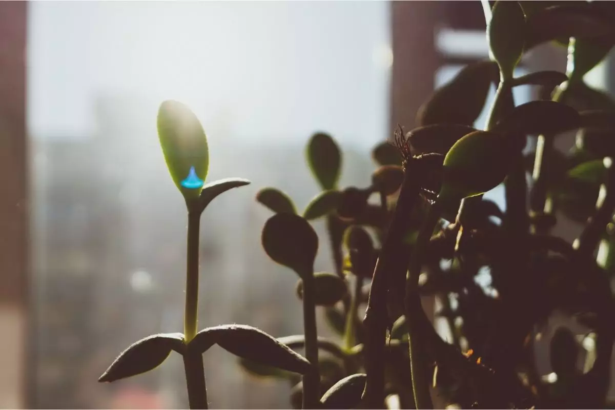 Você sabe qual é o local ideal para deixar as suas suculentas Veja aqui e não erra mais - Reprodução Canva