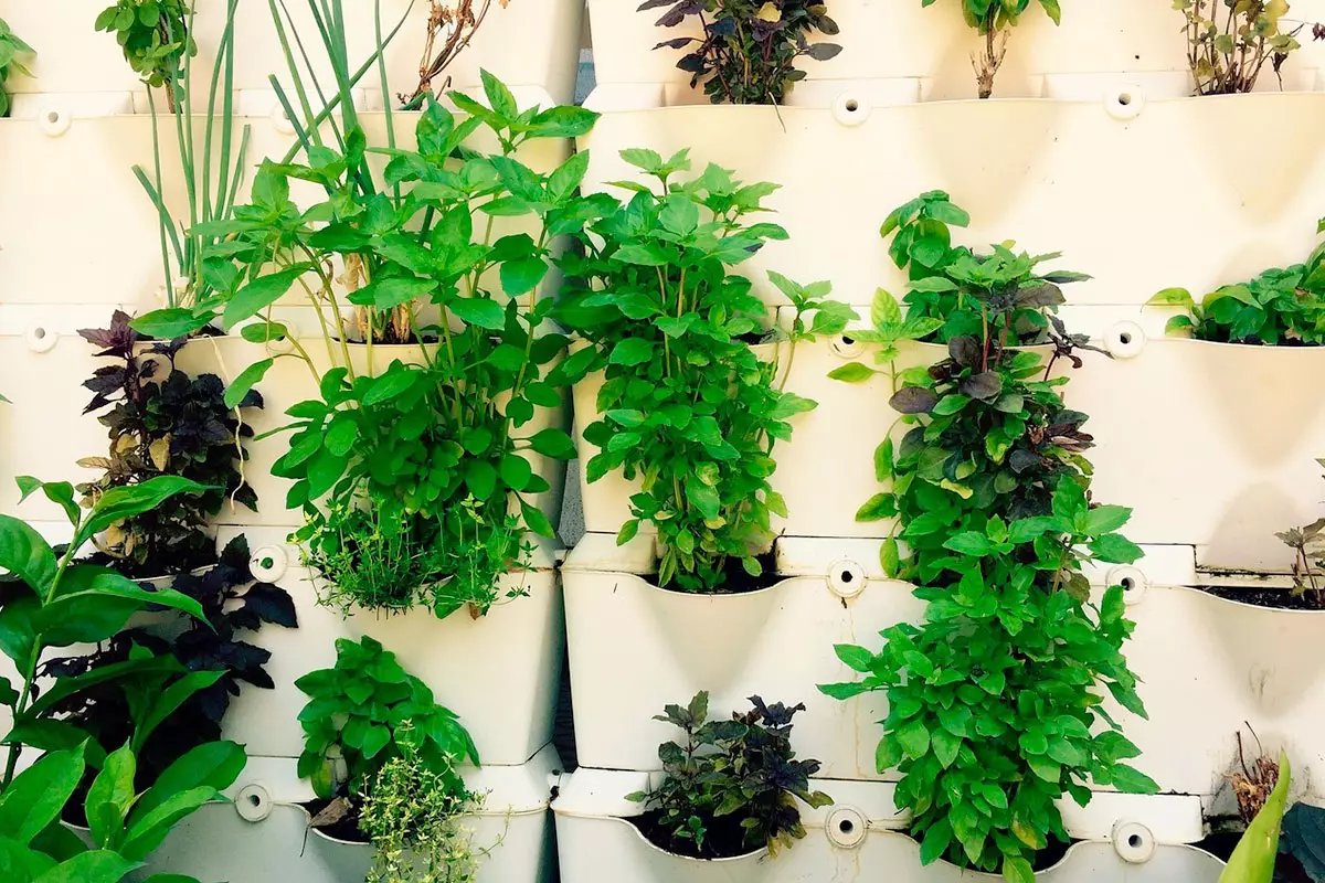 Horta em apartamento (Foto: Pixabay)