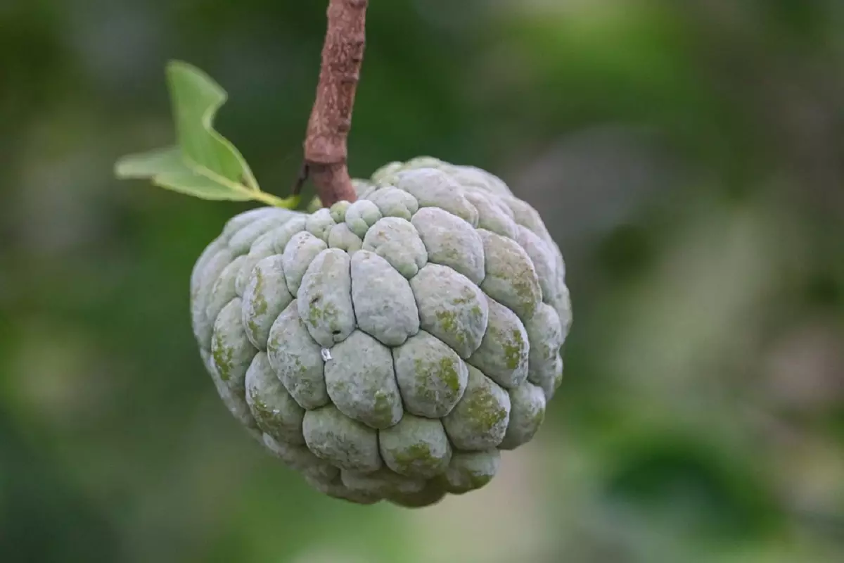 Como plantar fruta-do-conde (Foto: Pixabay)