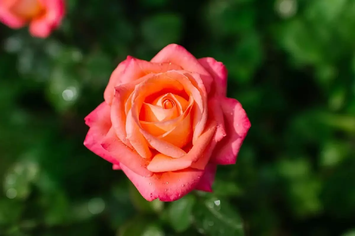 Como plantar muda de rosa (Foto: Freepik)