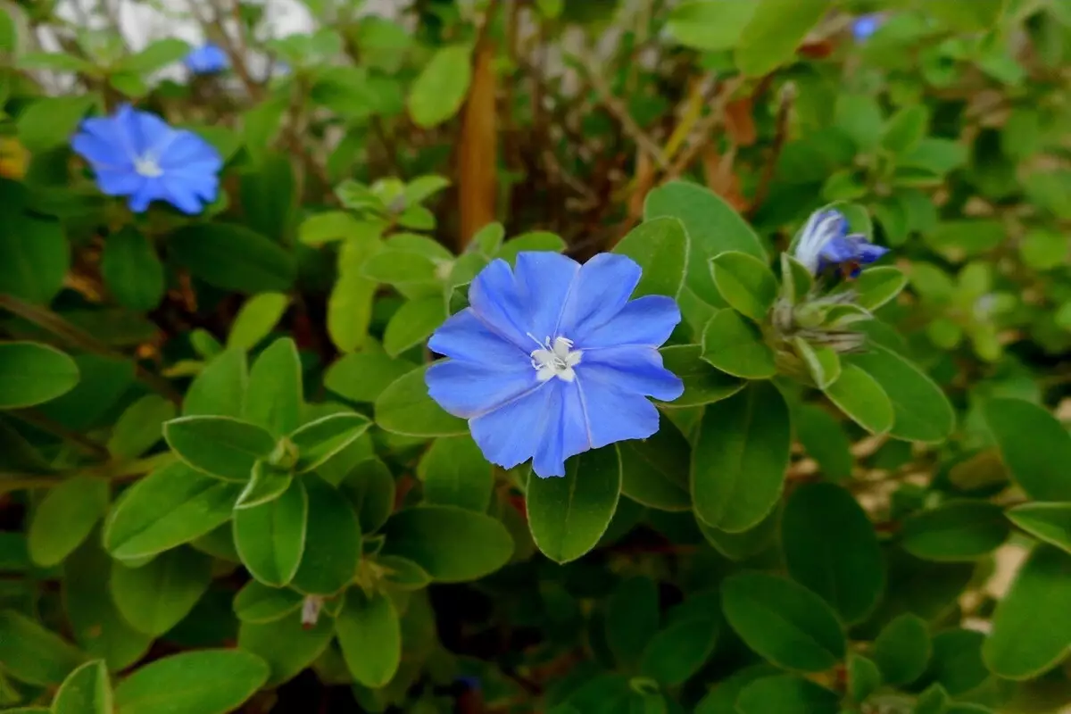 Azulzinha: conheças as suas melhores dicas de cultivo para deixá-la impecável - Reprodução Canva