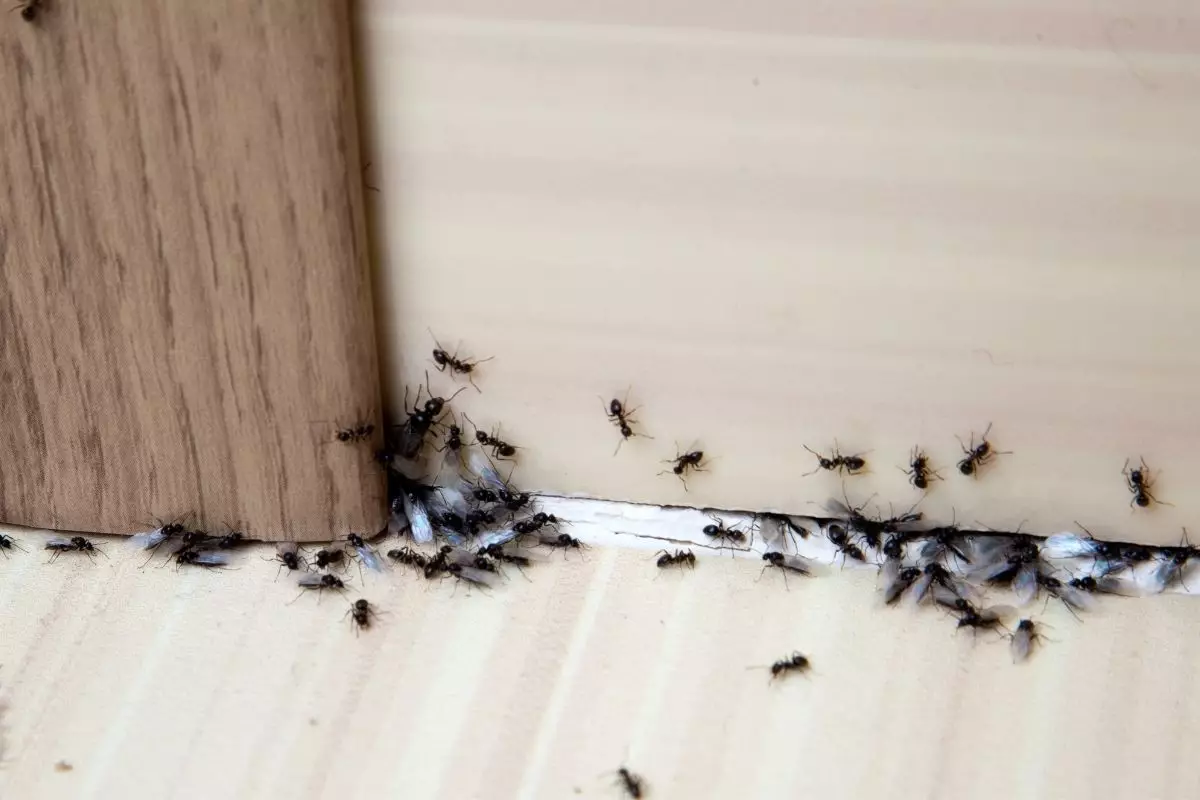 formigas - Reprodução Canva