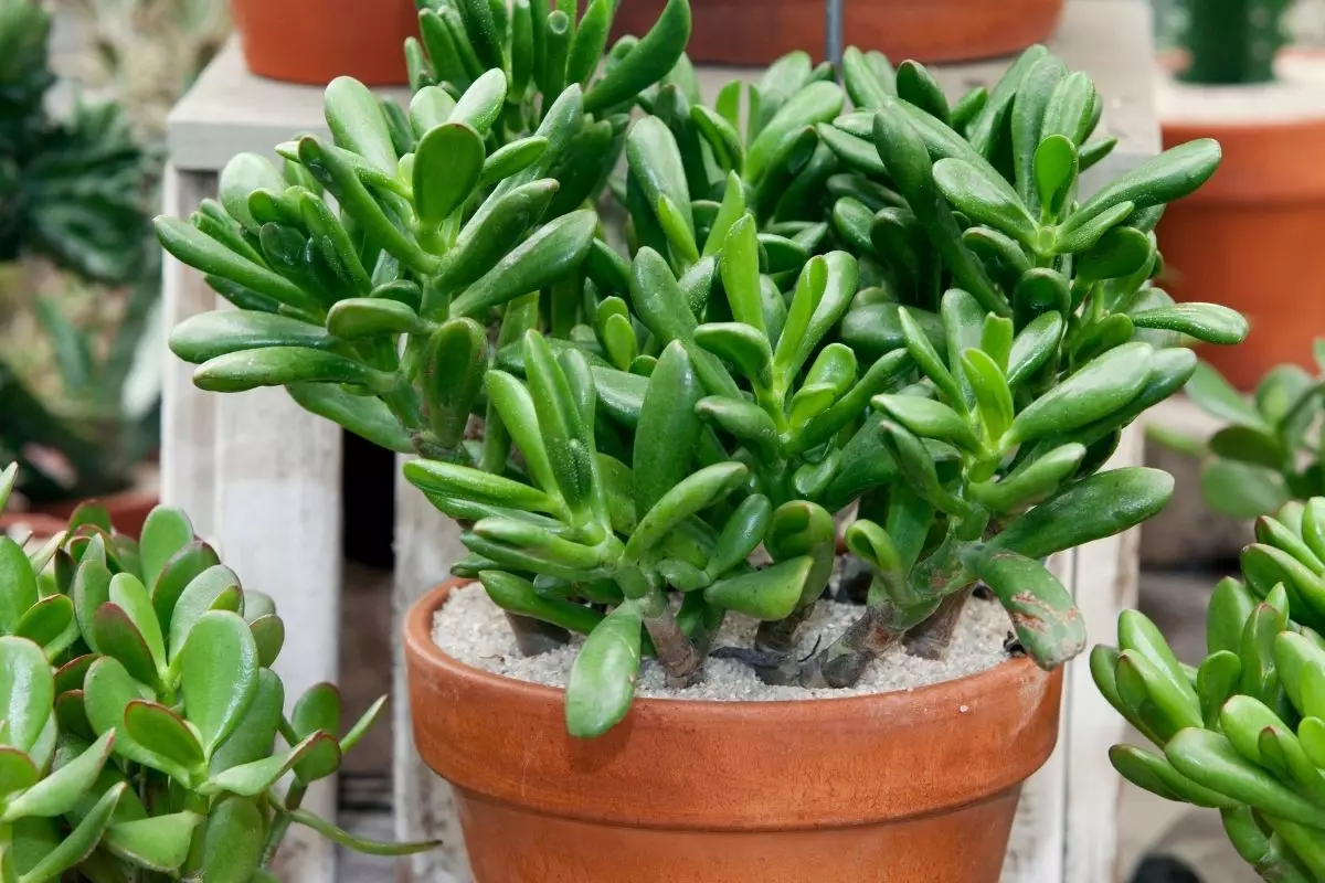 Jade, planta da prosperidade: saiba como cultivar em casa de maneira fácil