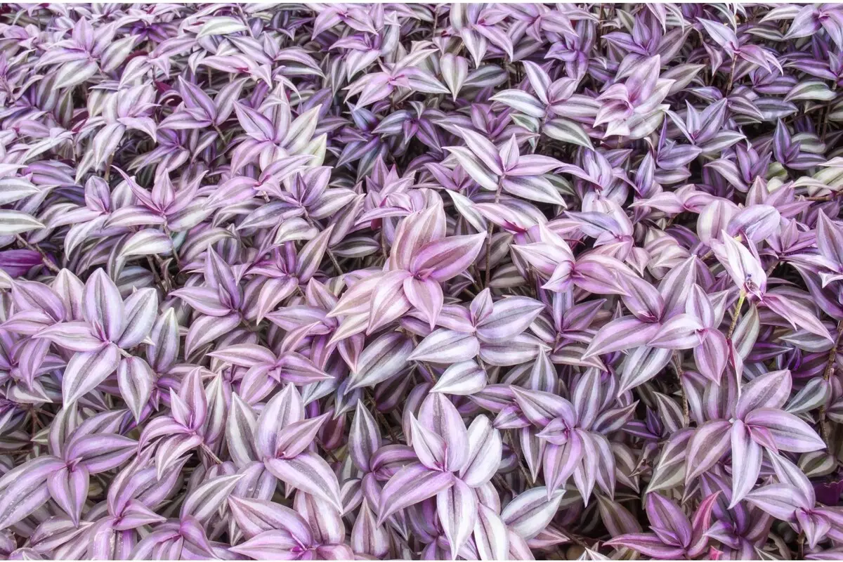 Lambari Roxo: saiba como cuidar dessa bela planta com dicas fáceis - Reprodução Canva