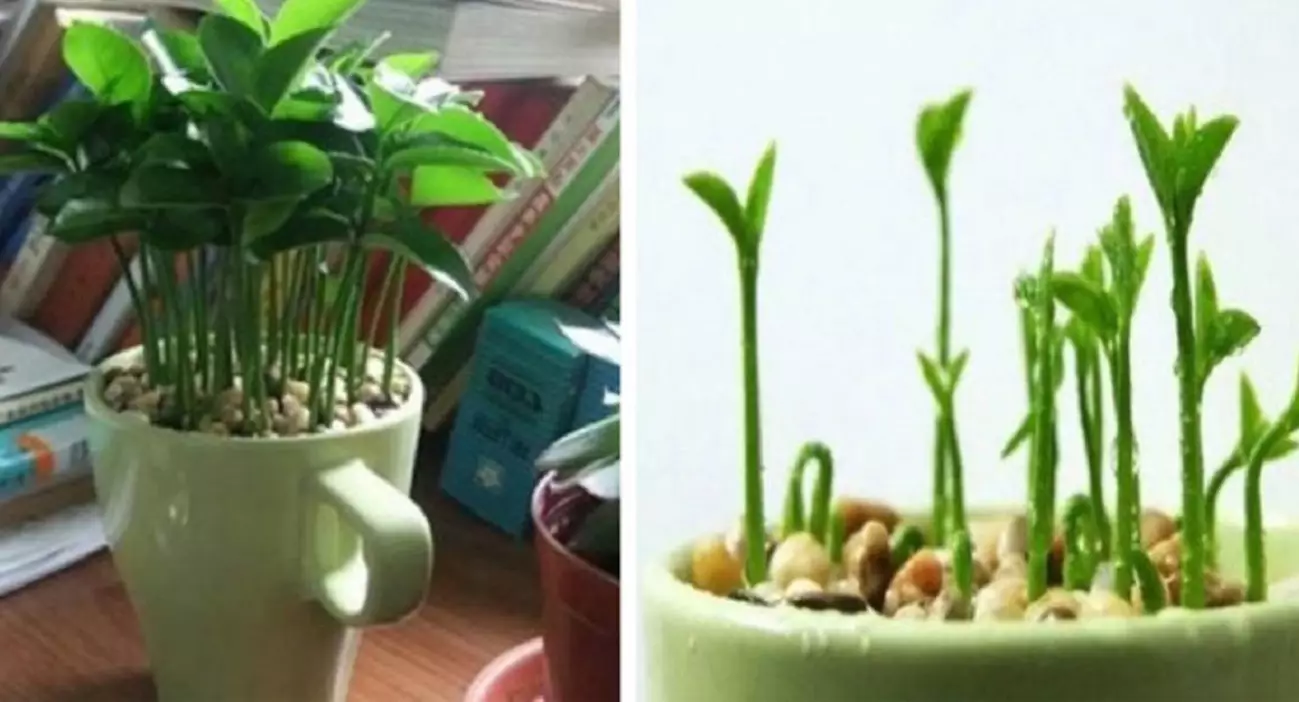 Aprenda a plantar um pé de limão no copo para deixar a casa mais cheirosa