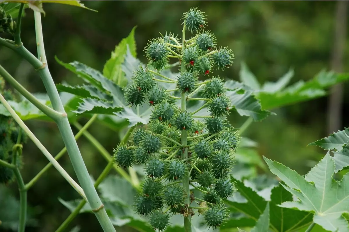 Mamona: descubra quais são as melhores formas de cultivar essa planta - Reprodução Canva