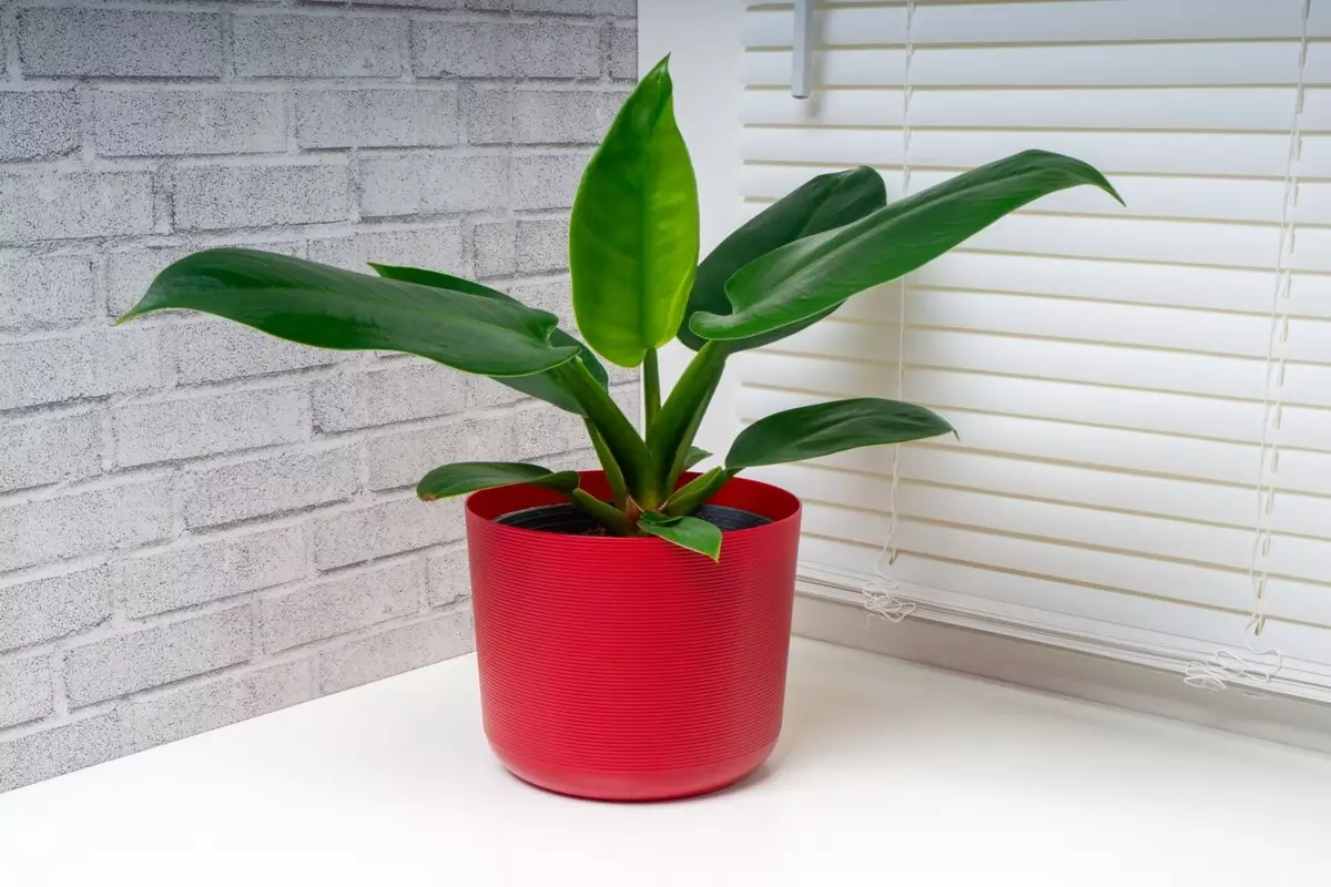 Pacová: saiba como cultivar essa bela planta com dicas simples e fáceis- Reprodução Canva