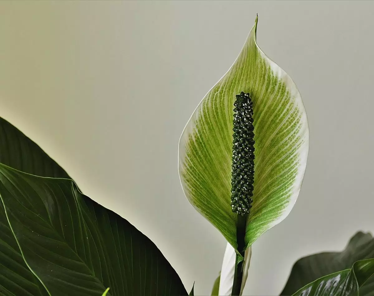 Plantas purificadoras de ar: 3 plantas para decorar e melhorar sua vida - pixabay