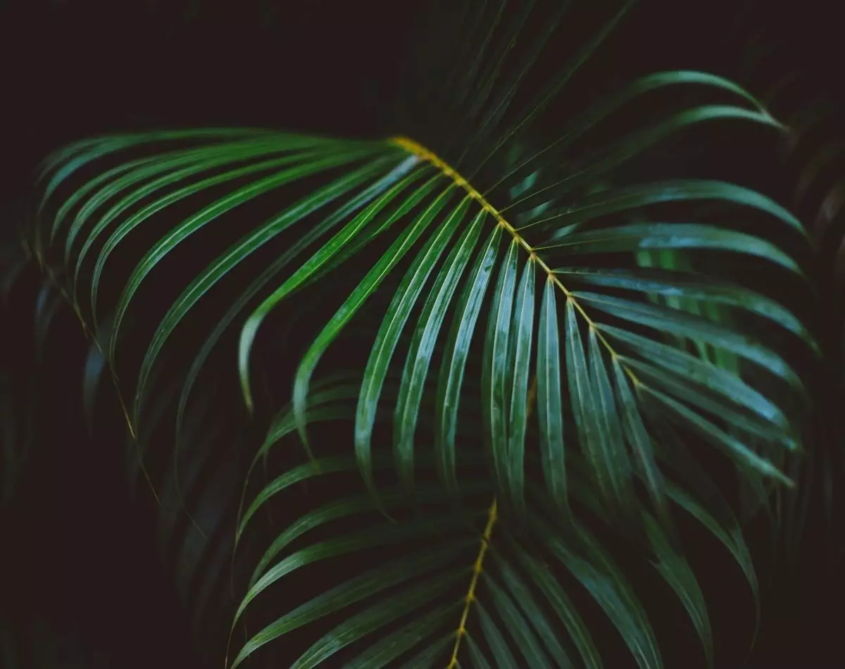 Plantas de médio porte para casa e jardim: lindas e fáceis de cuidar - pixabay