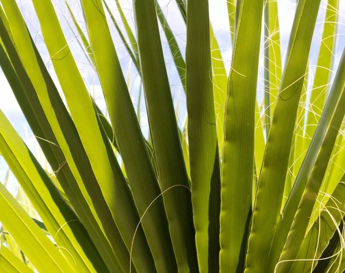 Palmeira fênix: saiba os cuidados para plantar e manter essa linda planta - pixabay