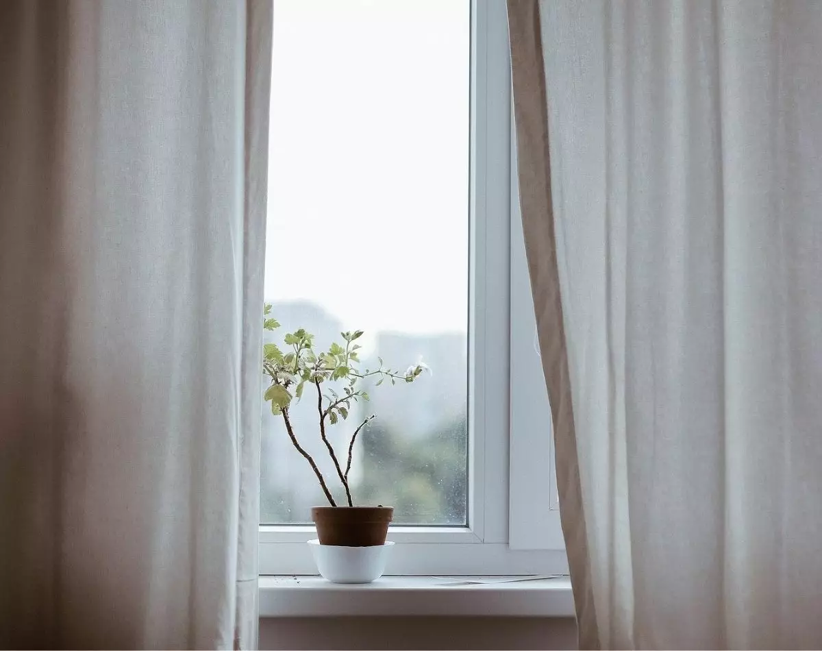 Plantas para sala: conheça 3 plantas para decorar esse ambiente - pixabay
