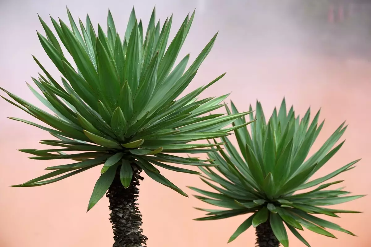 Yucca: saiba como cultivar essa bela palmeira com dicas simples - Reprodução Canva