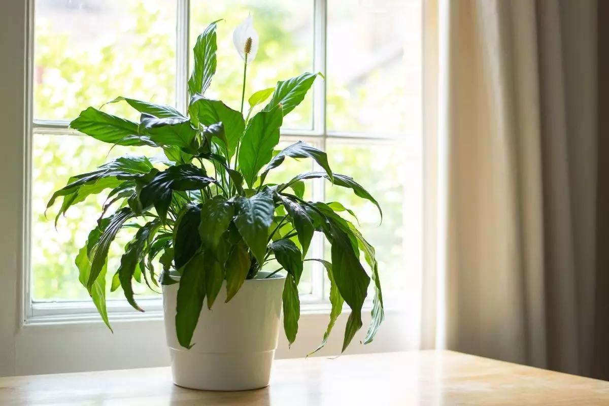 4 plantas para apartamento são resistentes e fáceis de cultivar - Reprodução canva