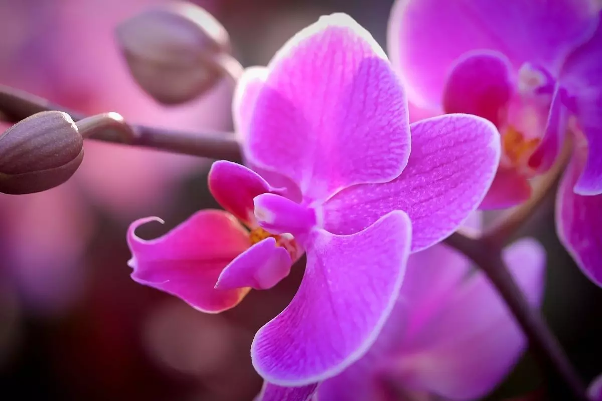 5 dicas importantes para orquídeas cultive com sucesso essa planta - Reprodução Canva