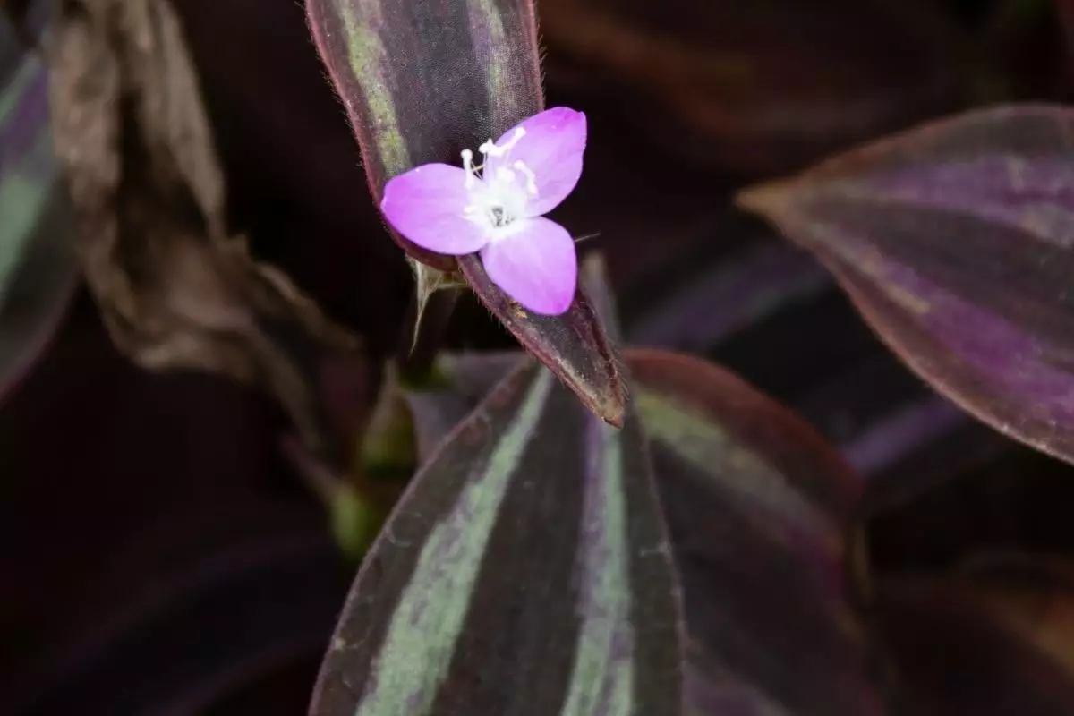 5 dicas para cultivar Lambari-roxo descubra como cuidar dessa planta - Reprodução Canva