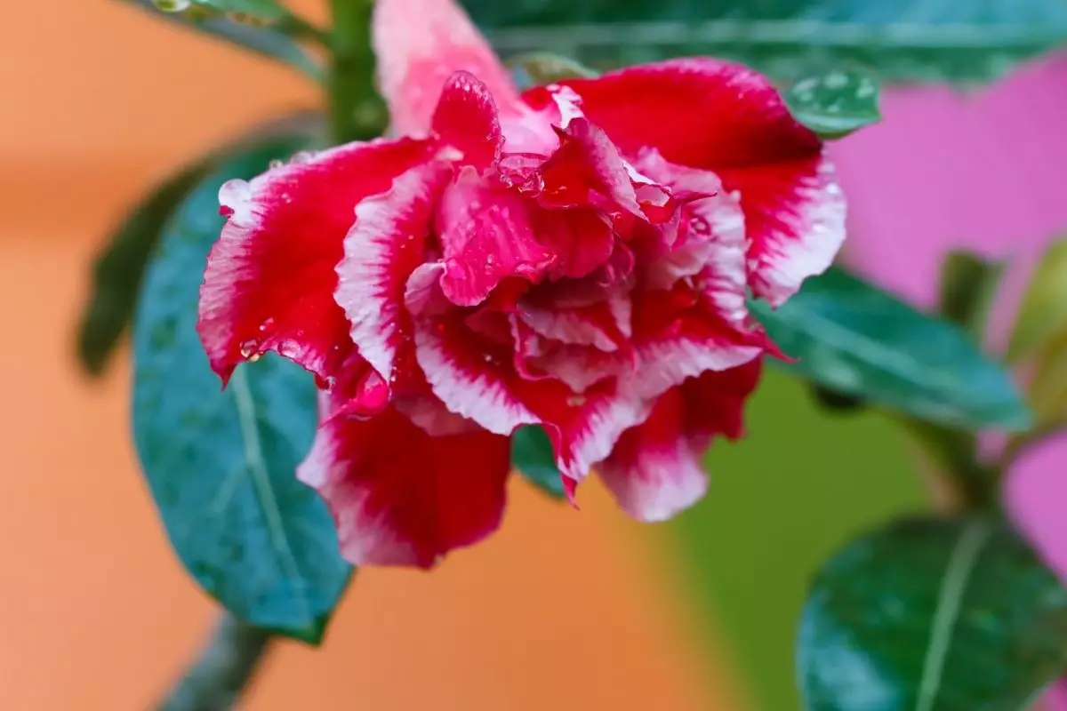 5 dicas sobre o que fazer com a rosa do deserto na época de chuva
