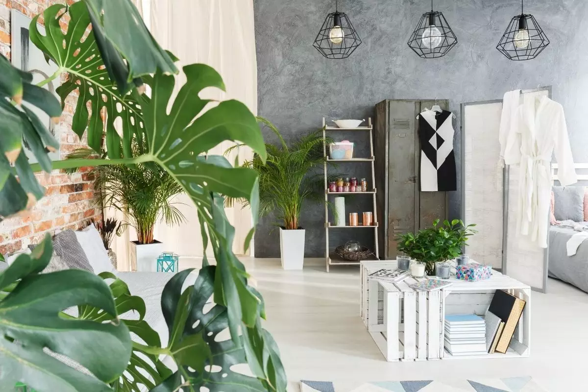 5 plantas que podem ser cultivadas no seu quarto descubra quais são - reprodução canva5 plantas que podem ser cultivadas no seu quarto descubra quais são - reprodução canva