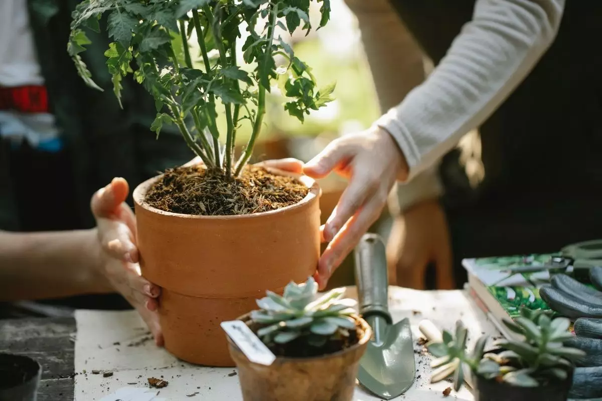 6 dicas para acertar de vez no cultivo das plantas vire um mestre - Reprodução canva