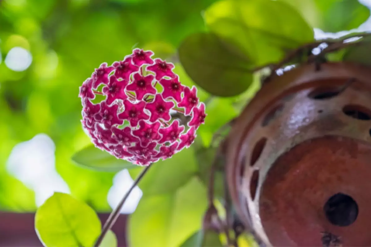 A flor-de-cera decora, levando mais vida e leveza aos ambientes da casa - Reprodução Canva